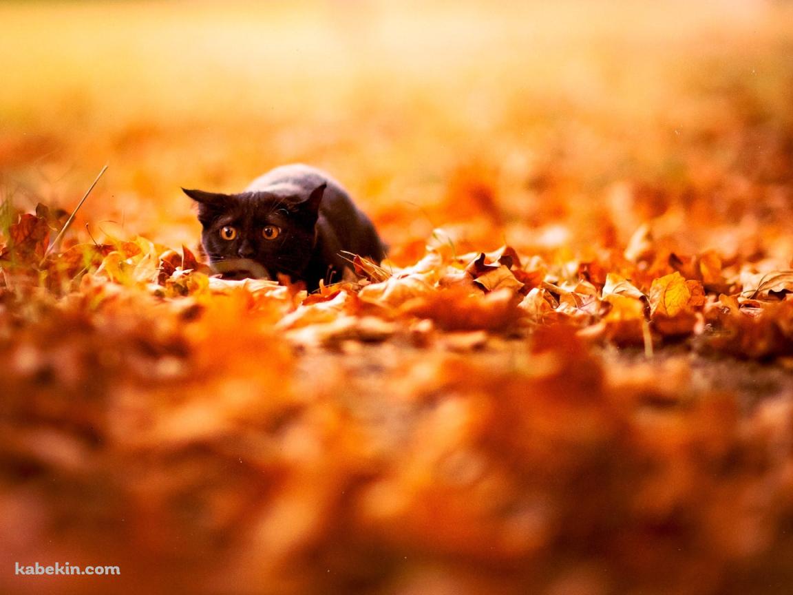 落ち葉と黒い猫の壁紙(1152px x 864px) 高画質 PC・デスクトップ用