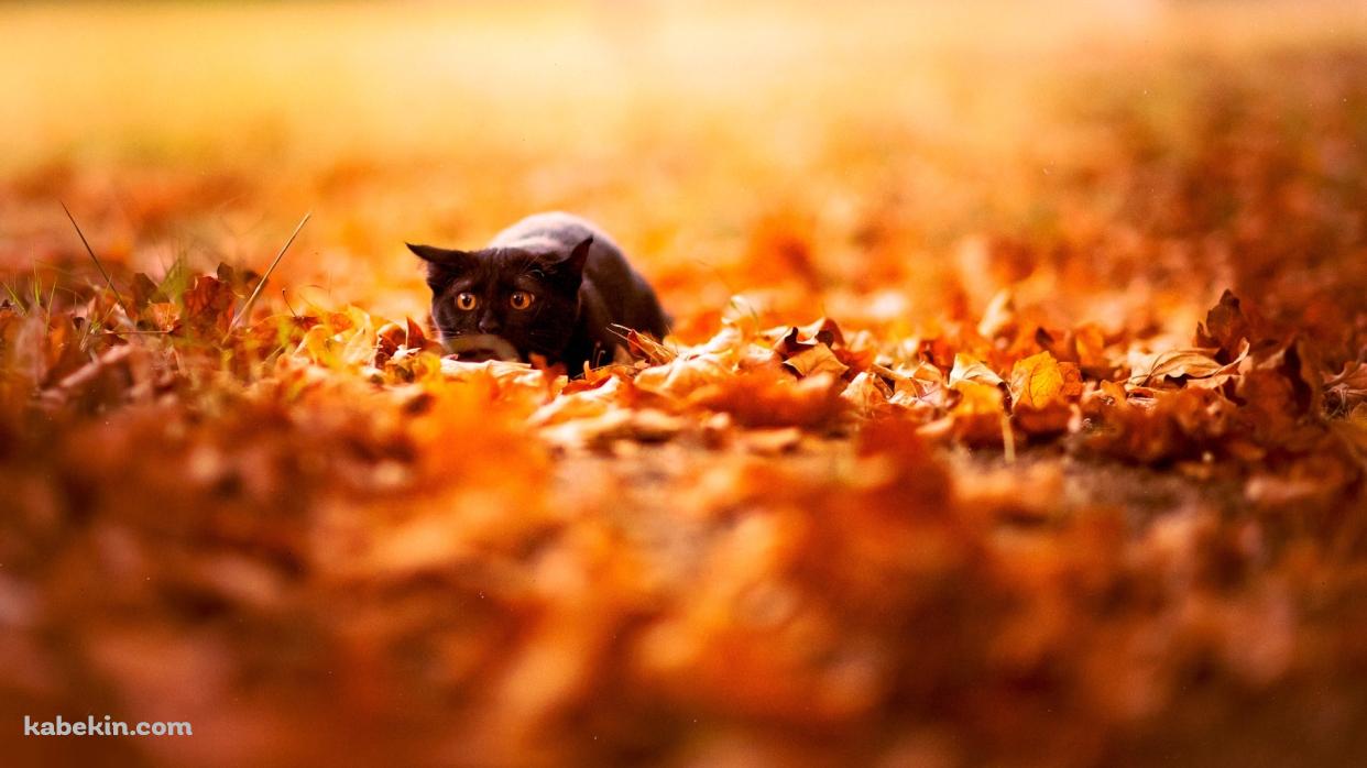 落ち葉と黒い猫の壁紙(1242px x 698px) 高画質 PC・デスクトップ用
