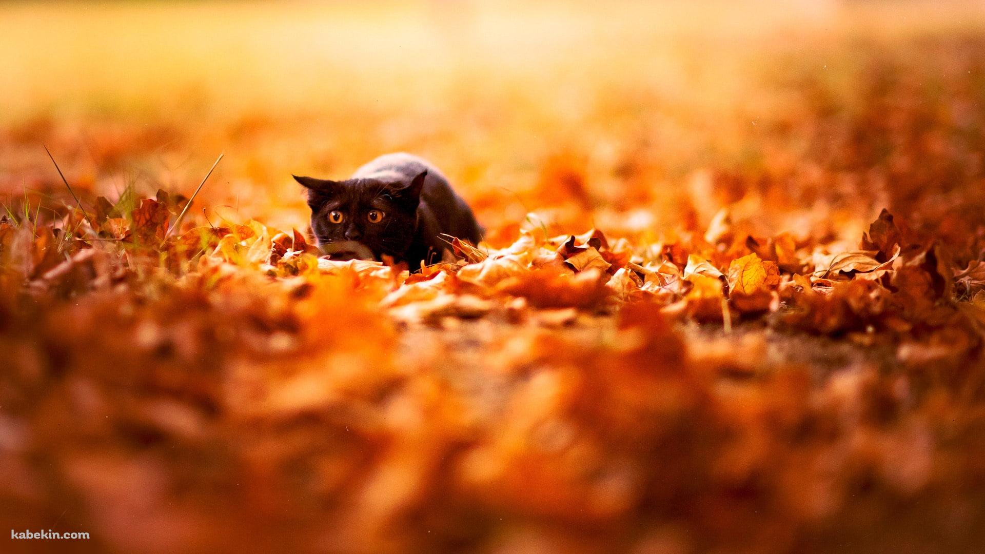 落ち葉と黒い猫の壁紙(1920px x 1080px) 高画質 PC・デスクトップ用