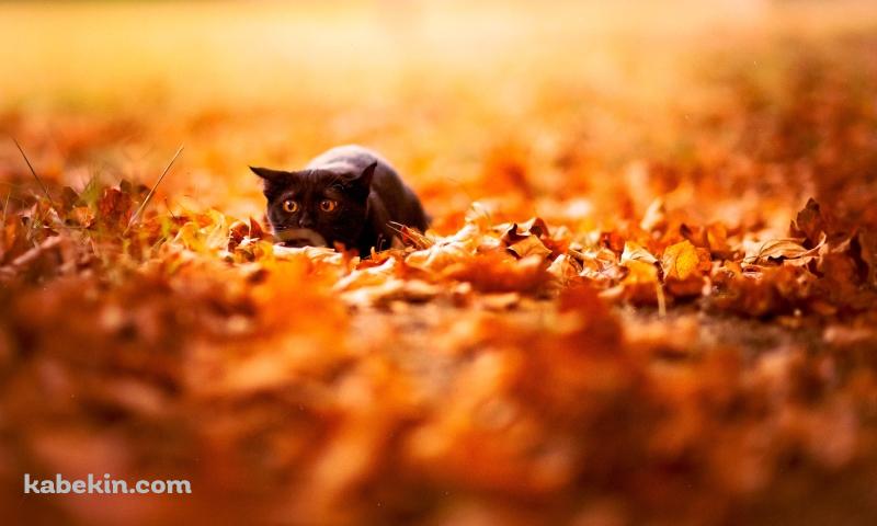 落ち葉と黒い猫の壁紙(800px x 480px) 高画質 PC・デスクトップ用