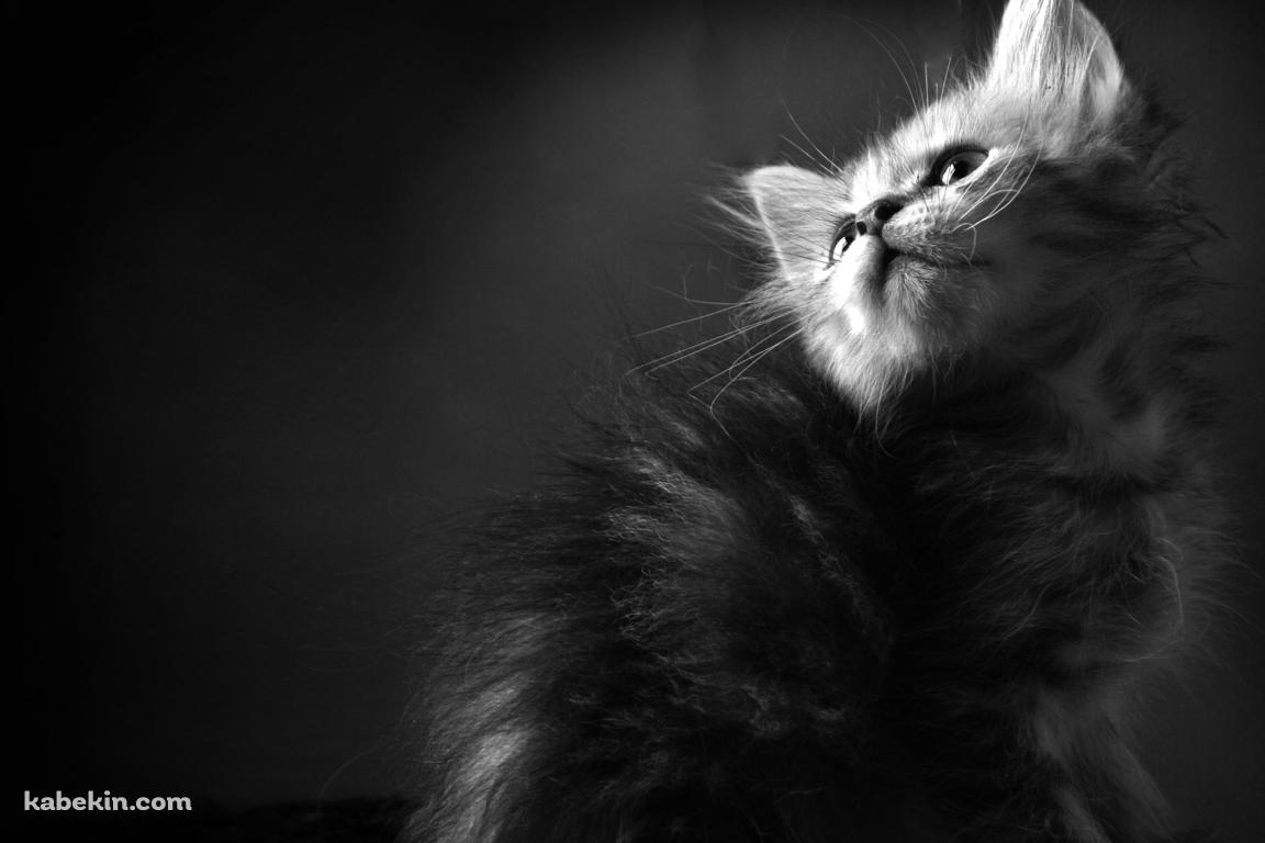 毛が逆立っている可愛い子猫 / モノクロの壁紙(1152px x 768px) 高画質 PC・デスクトップ用