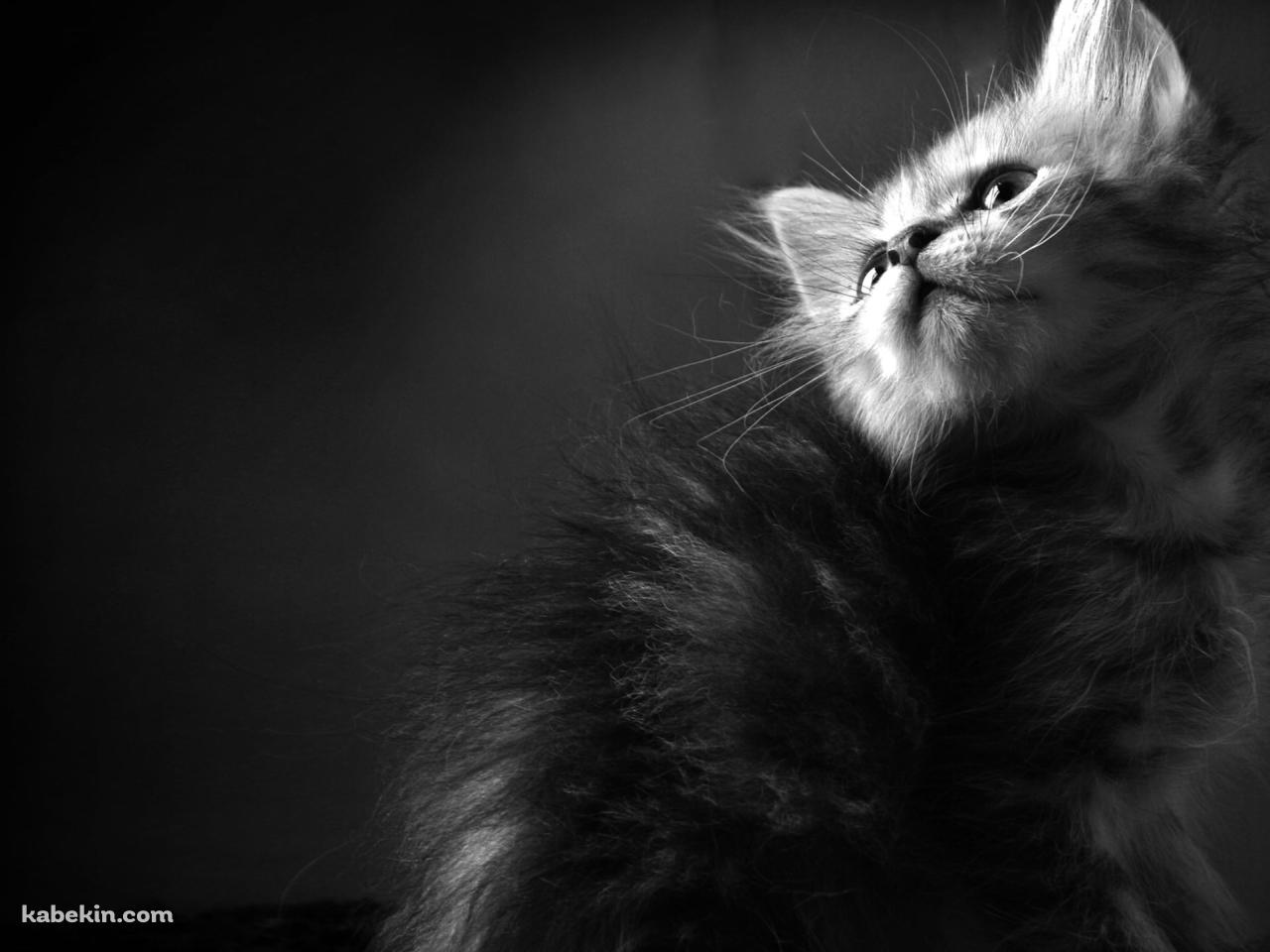 毛が逆立っている可愛い子猫 / モノクロの壁紙(1280px x 960px) 高画質 PC・デスクトップ用