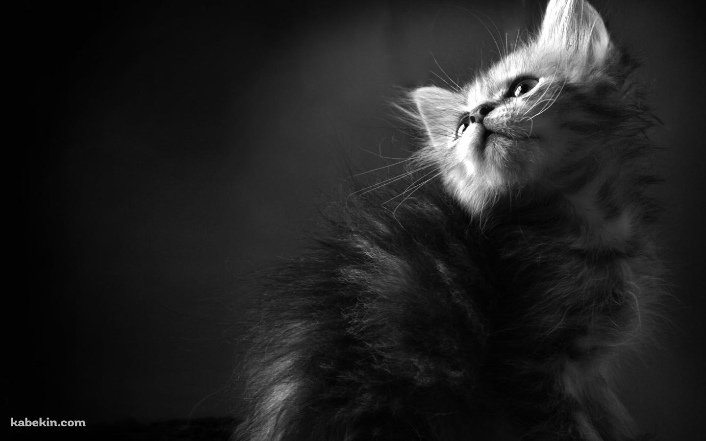 毛が逆立っている可愛い子猫 / モノクロの壁紙(1440px x 900px) 高画質 PC・デスクトップ用