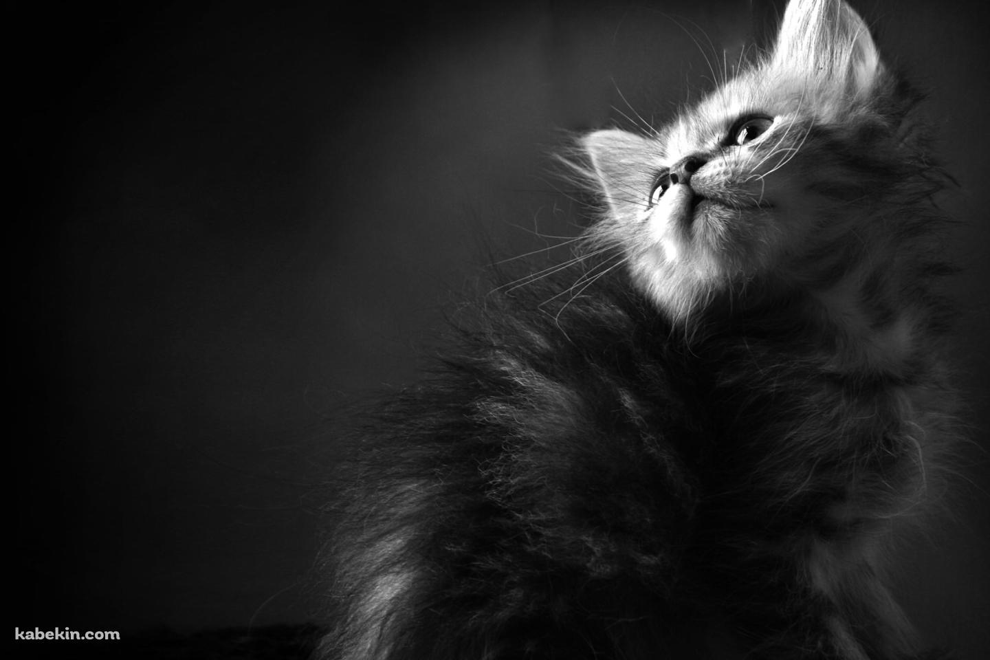 毛が逆立っている可愛い子猫 / モノクロの壁紙(1440px x 960px) 高画質 PC・デスクトップ用