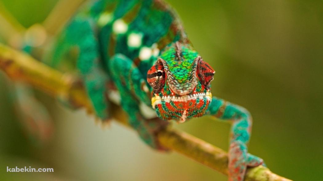 ど派手な緑のカメレオンの壁紙(1051px x 591px) 高画質 PC・デスクトップ用