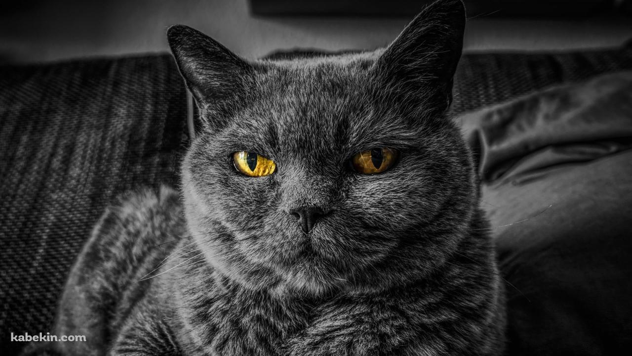 金色の瞳の灰色の猫の壁紙(1280px x 720px) 高画質 PC・デスクトップ用