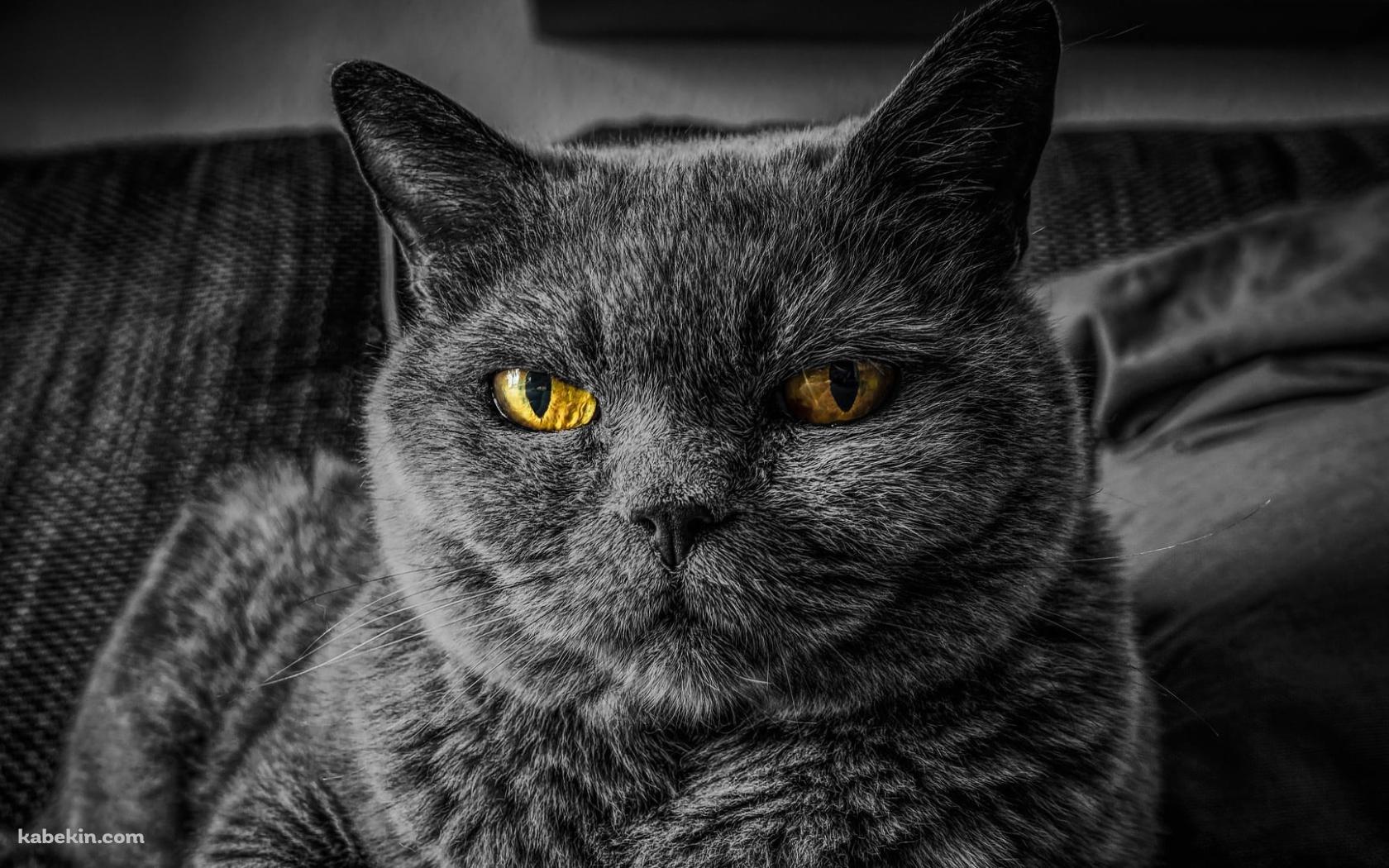 金色の瞳の灰色の猫の壁紙(1680px x 1050px) 高画質 PC・デスクトップ用