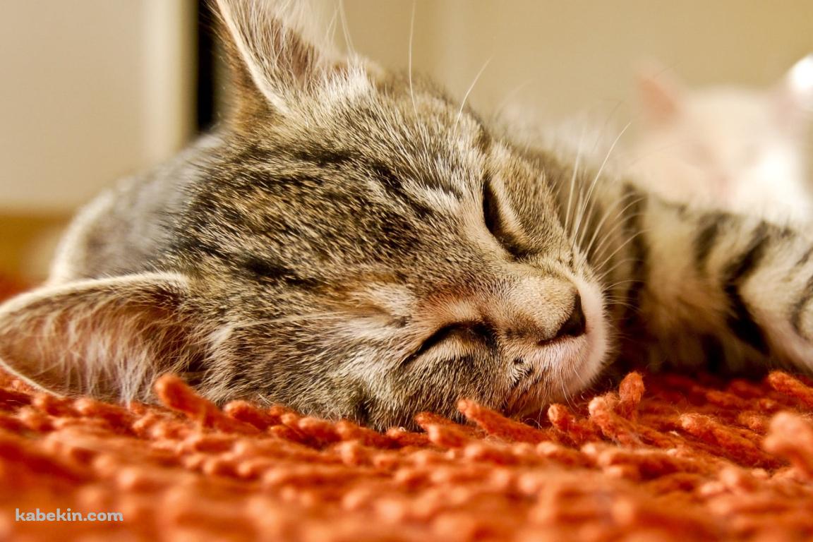 オレンジの絨毯の上で寝る灰色の猫の壁紙(1152px x 768px) 高画質 PC・デスクトップ用