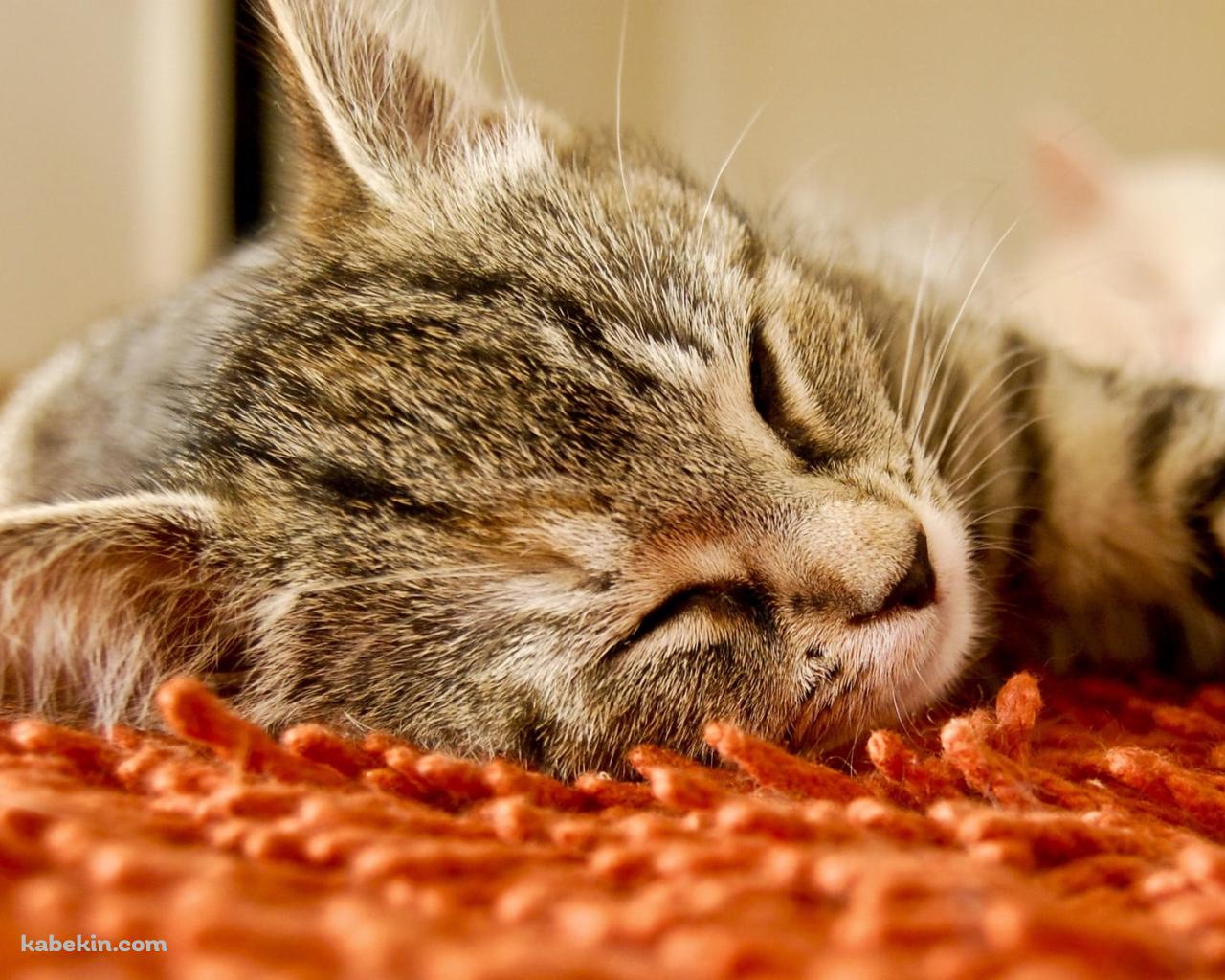 オレンジの絨毯の上で寝る灰色の猫の壁紙(1280px x 1024px) 高画質 PC・デスクトップ用