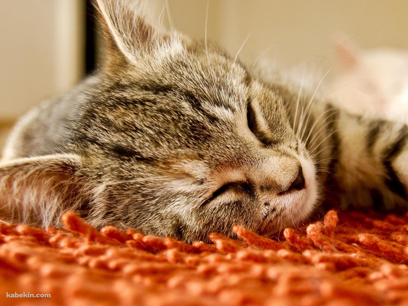オレンジの絨毯の上で寝る灰色の猫の壁紙(1400px x 1050px) 高画質 PC・デスクトップ用
