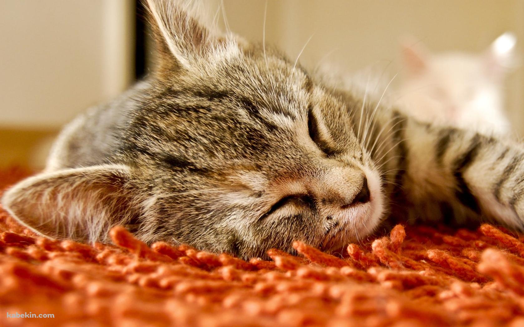 オレンジの絨毯の上で寝る灰色の猫の壁紙(1680px x 1050px) 高画質 PC・デスクトップ用