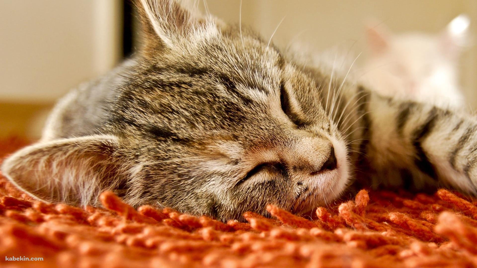 オレンジの絨毯の上で寝る灰色の猫の壁紙(1920px x 1080px) 高画質 PC・デスクトップ用