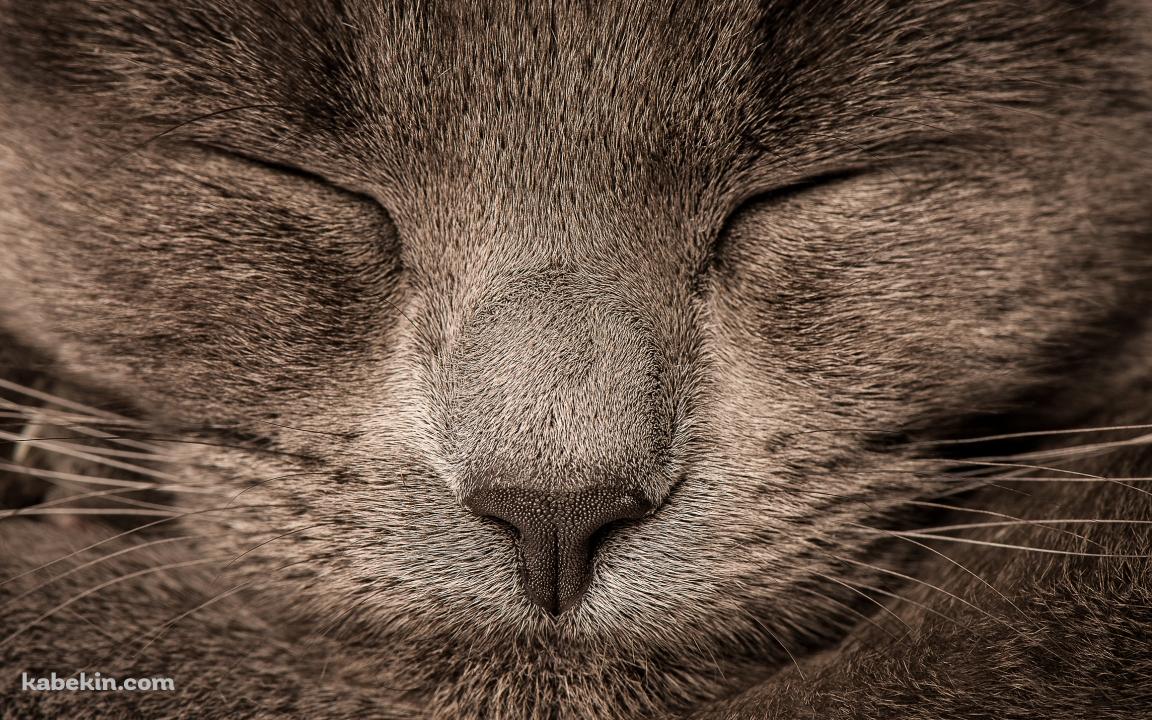 眠る灰色の猫の顔のドアップの壁紙(1152px x 720px) 高画質 PC・デスクトップ用