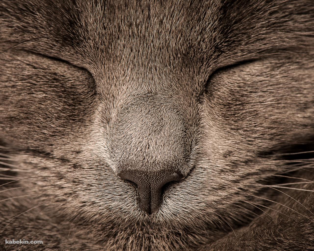 眠る灰色の猫の顔のドアップの壁紙(1280px x 1024px) 高画質 PC・デスクトップ用