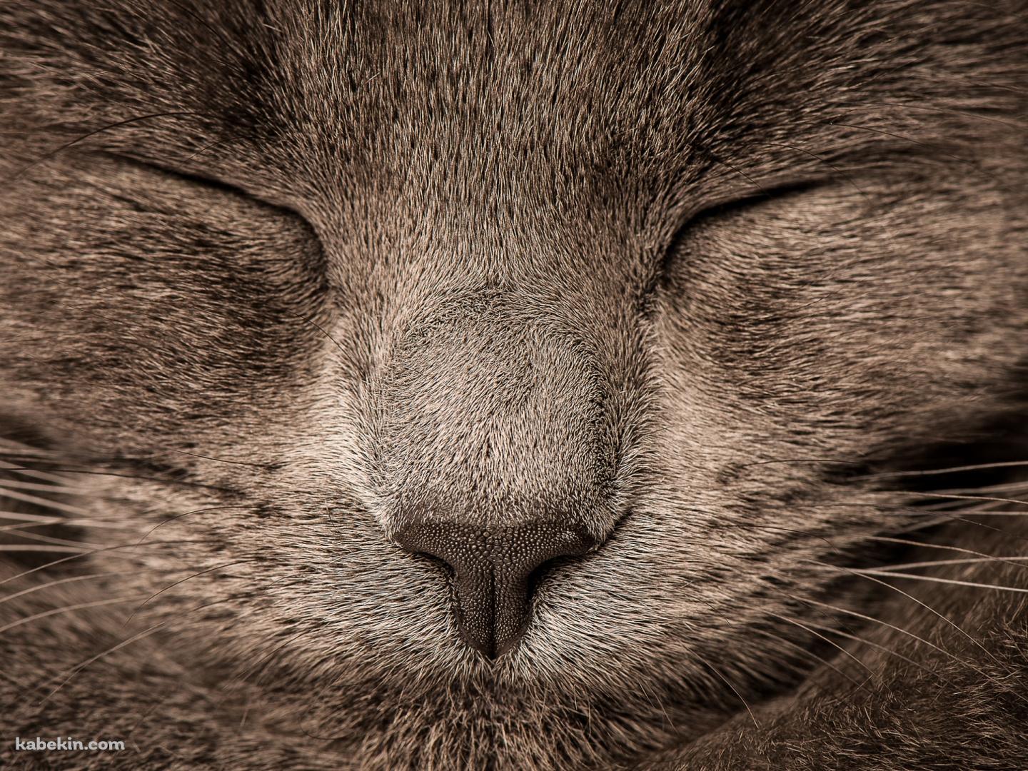 眠る灰色の猫の顔のドアップの壁紙(1440px x 1080px) 高画質 PC・デスクトップ用