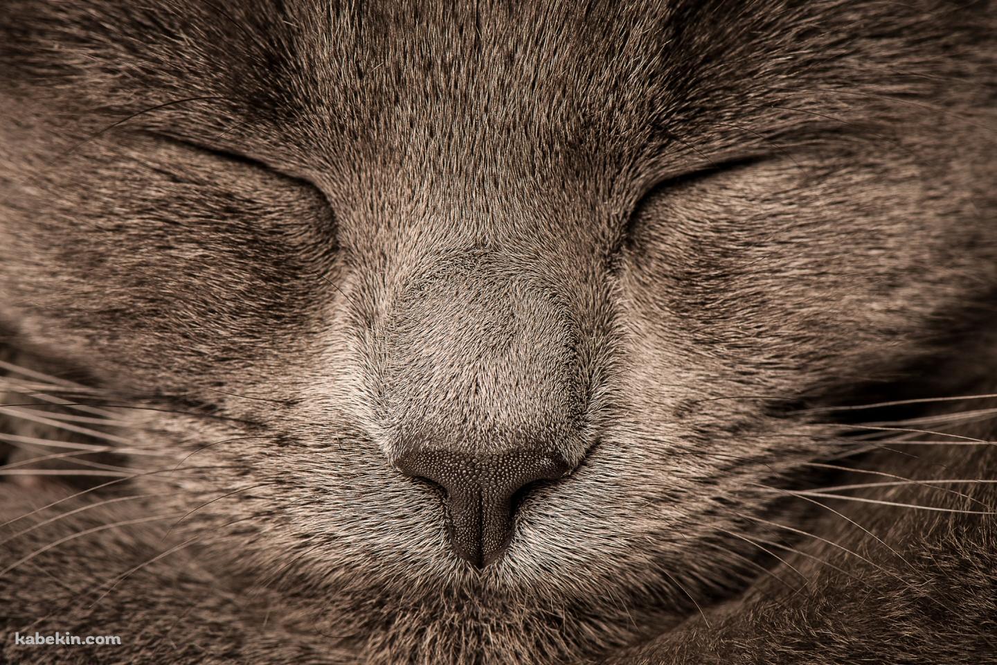 眠る灰色の猫の顔のドアップの壁紙(1440px x 960px) 高画質 PC・デスクトップ用