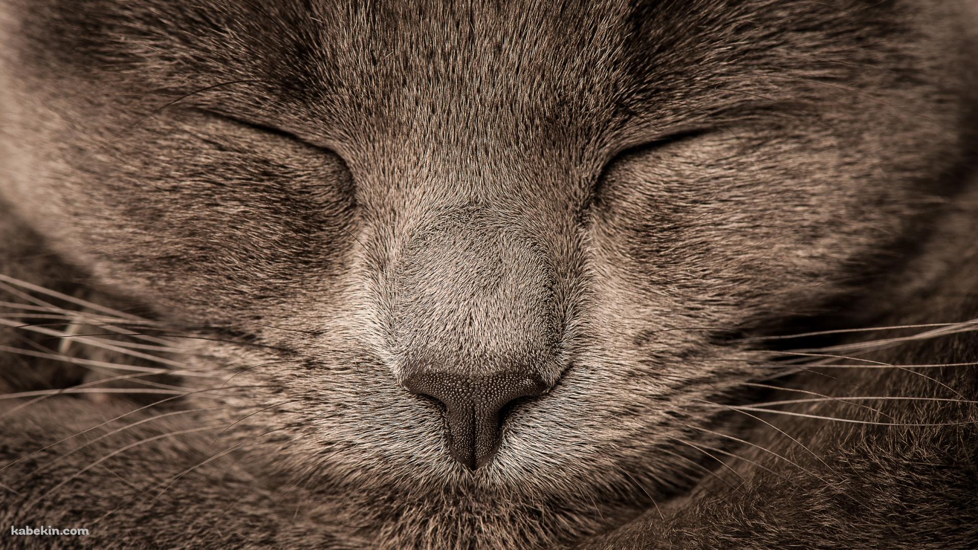 眠る灰色の猫の顔のドアップの壁紙(1920px x 1080px) 高画質 PC・デスクトップ用