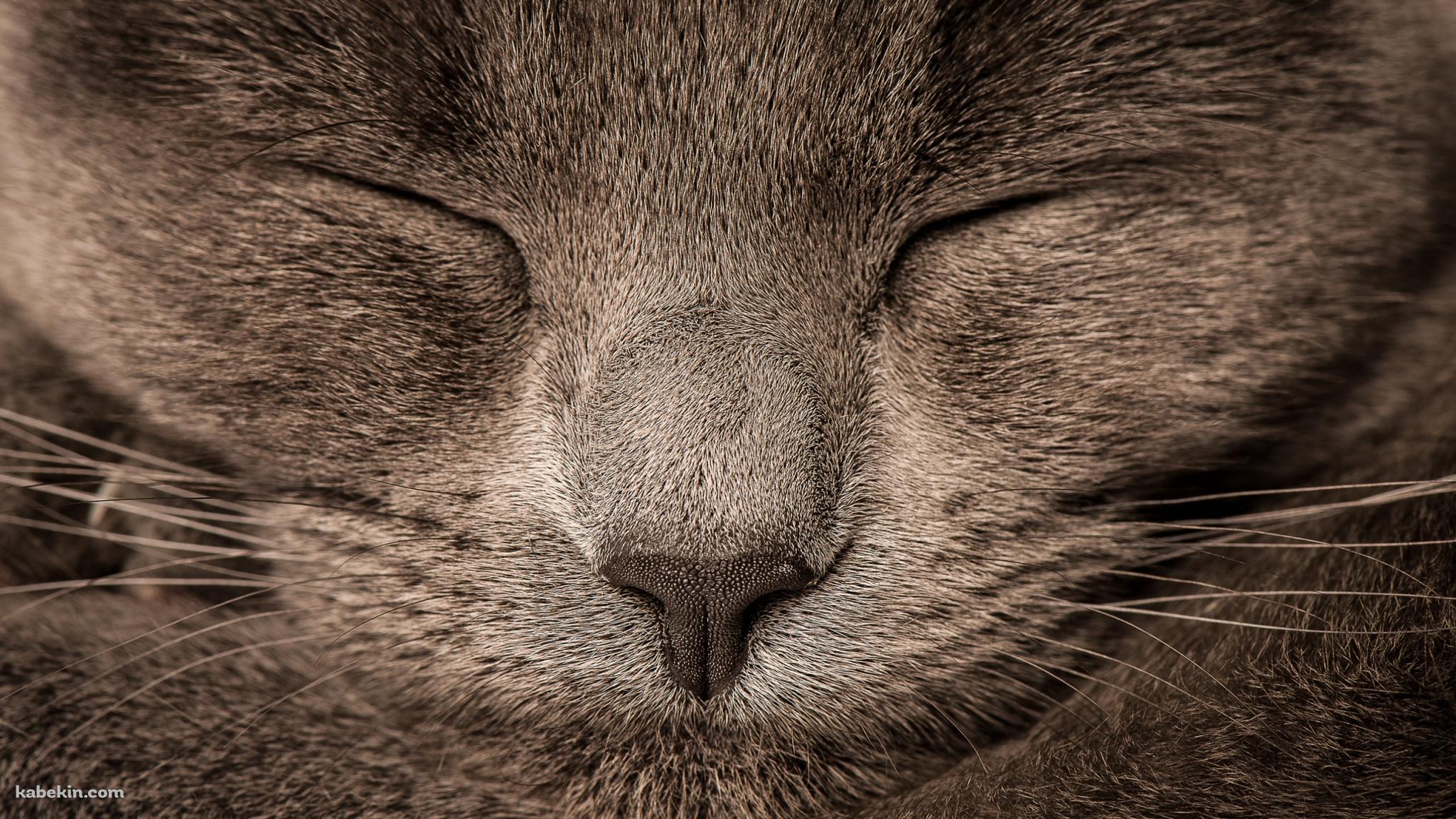 眠る灰色の猫の顔のドアップの壁紙(2048px x 1152px) 高画質 PC・デスクトップ用