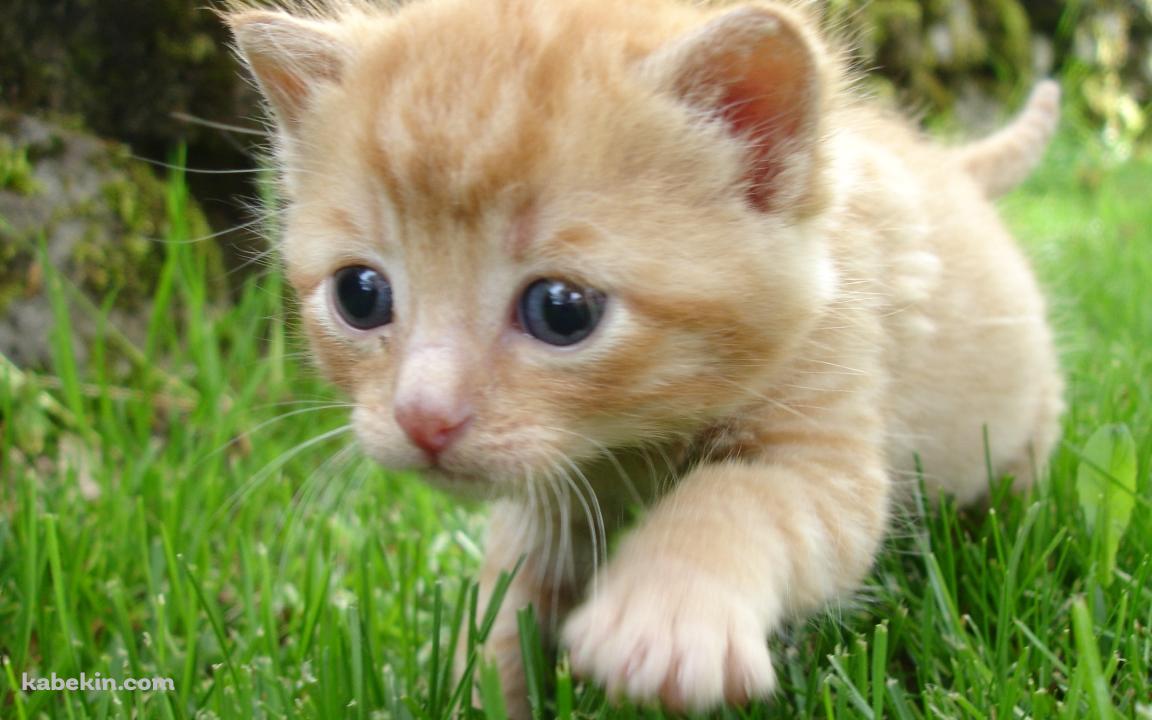 草原を走る茶色い子猫の壁紙(1152px x 720px) 高画質 PC・デスクトップ用