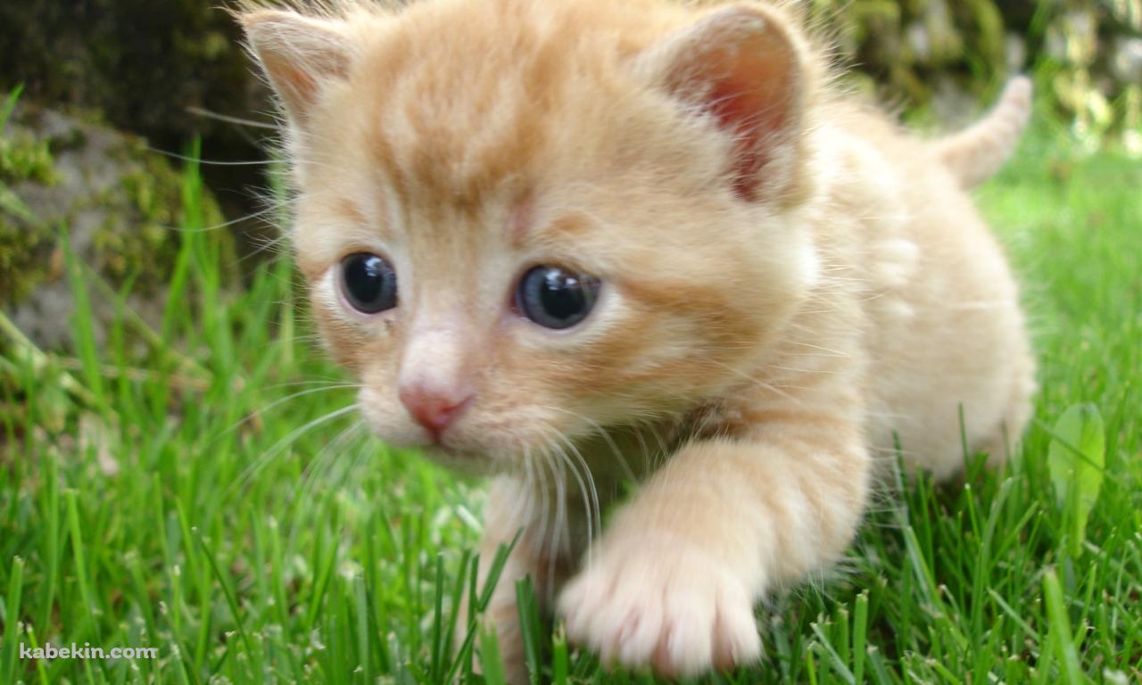 草原を走る茶色い子猫の壁紙(1280px x 768px) 高画質 PC・デスクトップ用