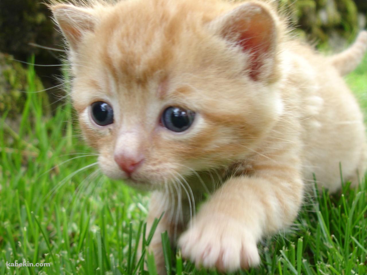 草原を走る茶色い子猫の壁紙(1280px x 960px) 高画質 PC・デスクトップ用