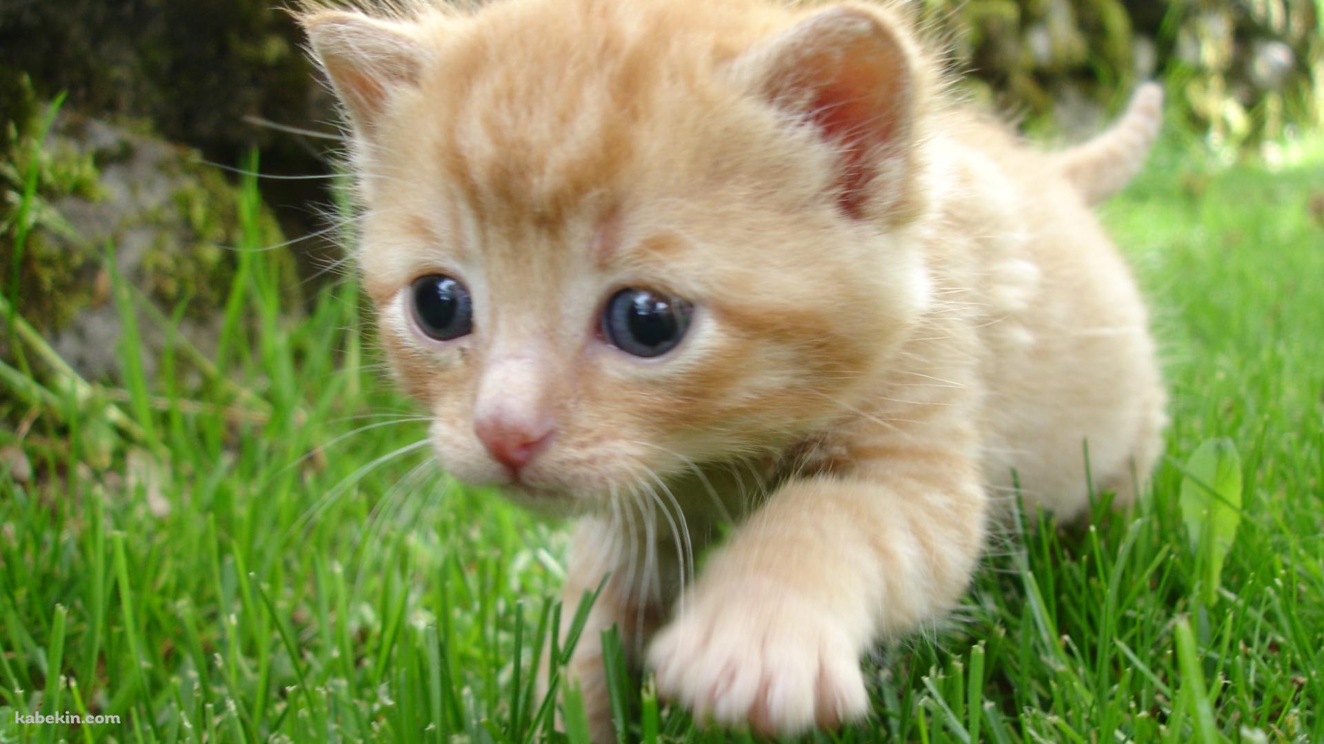 草原を走る茶色い子猫の壁紙(1920px x 1080px) 高画質 PC・デスクトップ用