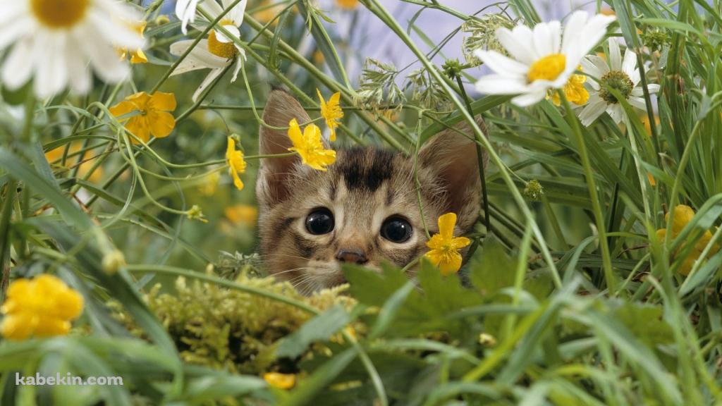 黄色と白い花と子猫の壁紙(1024px x 576px) 高画質 PC・デスクトップ用