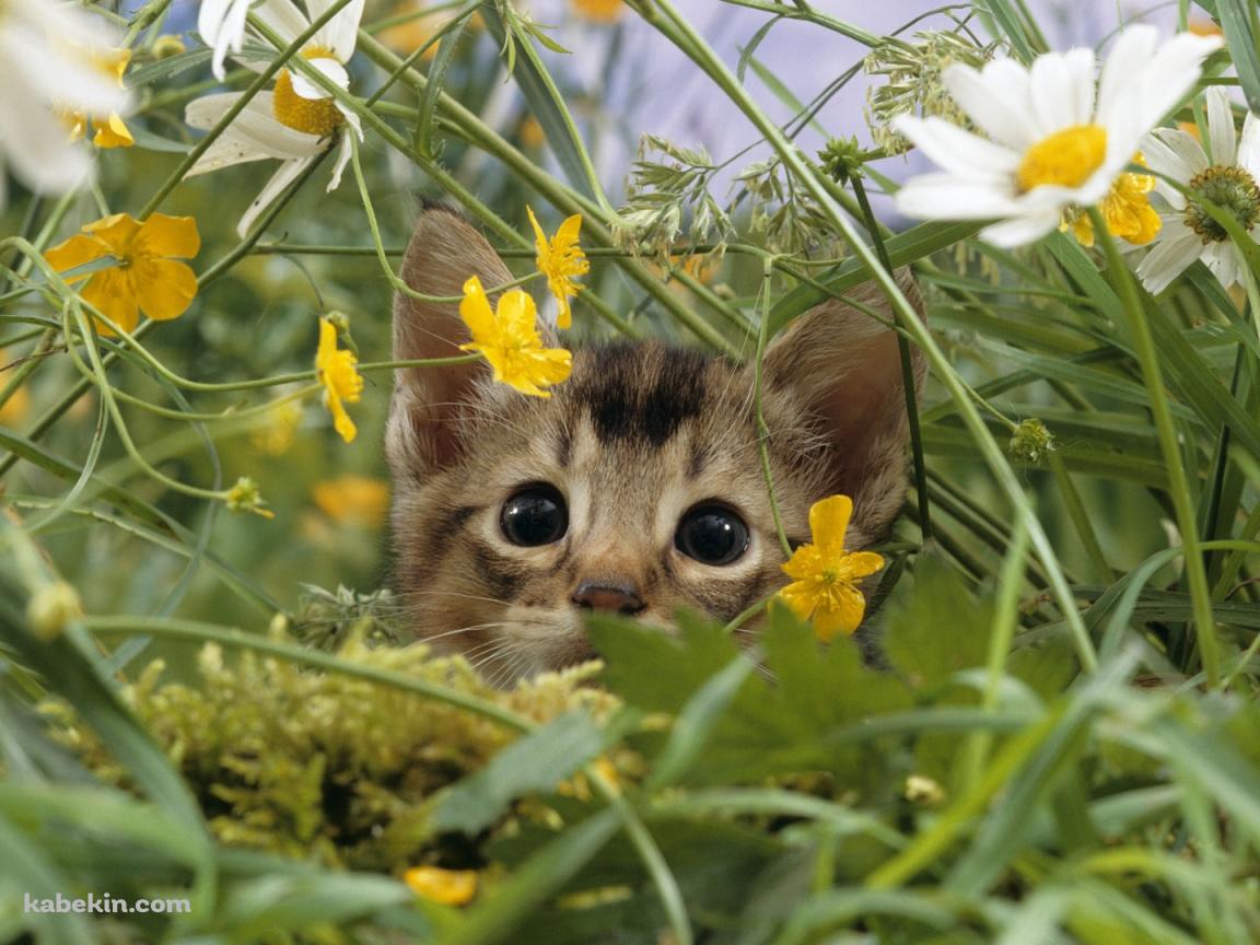 黄色と白い花と子猫の壁紙(1152px x 864px) 高画質 PC・デスクトップ用