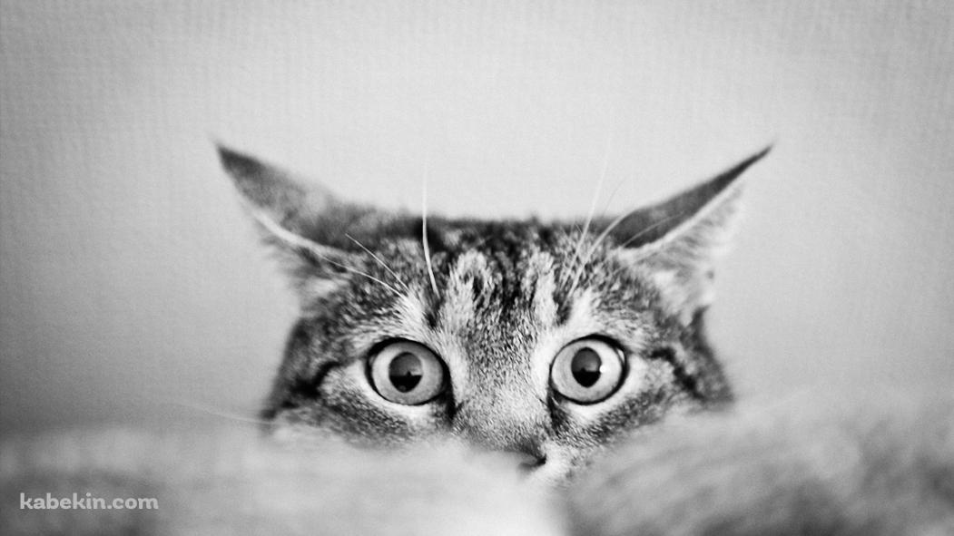 下から顔を覗かせる猫 / モノクロの壁紙(1051px x 591px) 高画質 PC・デスクトップ用