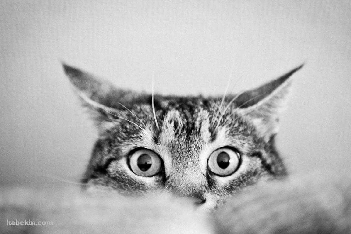 下から顔を覗かせる猫 / モノクロの壁紙(1152px x 768px) 高画質 PC・デスクトップ用