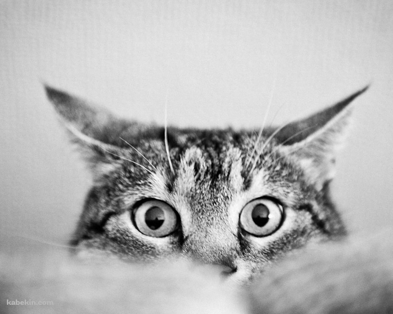 下から顔を覗かせる猫 / モノクロの壁紙(1280px x 1024px) 高画質 PC・デスクトップ用