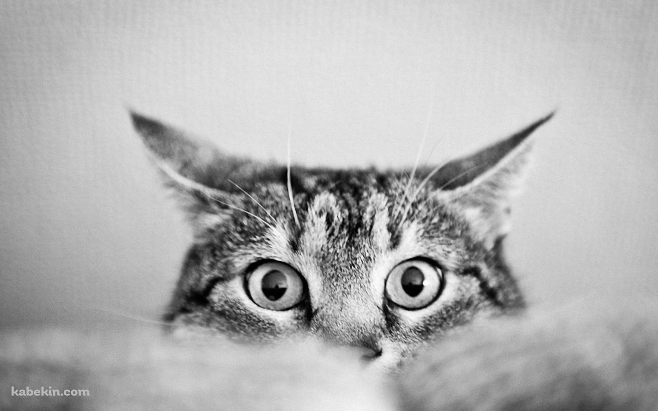 下から顔を覗かせる猫 / モノクロの壁紙(1280px x 800px) 高画質 PC・デスクトップ用