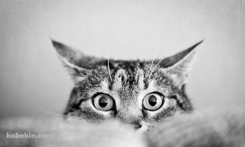 下から顔を覗かせる猫 / モノクロの壁紙(800px x 480px) 高画質 PC・デスクトップ用