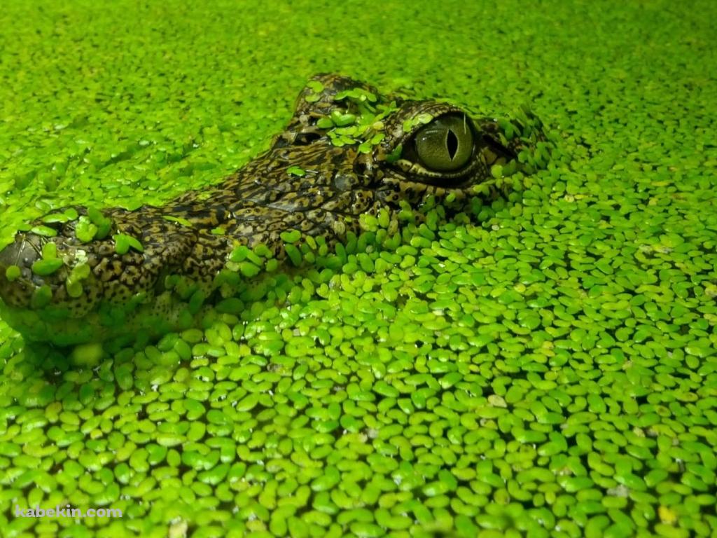 緑の草から顔を出すワニの壁紙(1024px x 768px) 高画質 PC・デスクトップ用