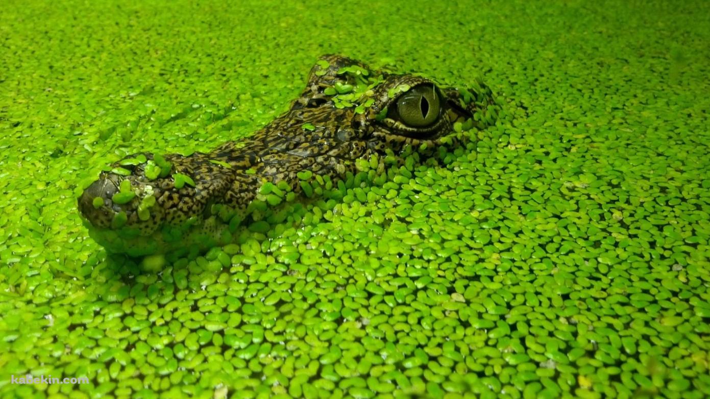 緑の草から顔を出すワニの壁紙(1391px x 783px) 高画質 PC・デスクトップ用