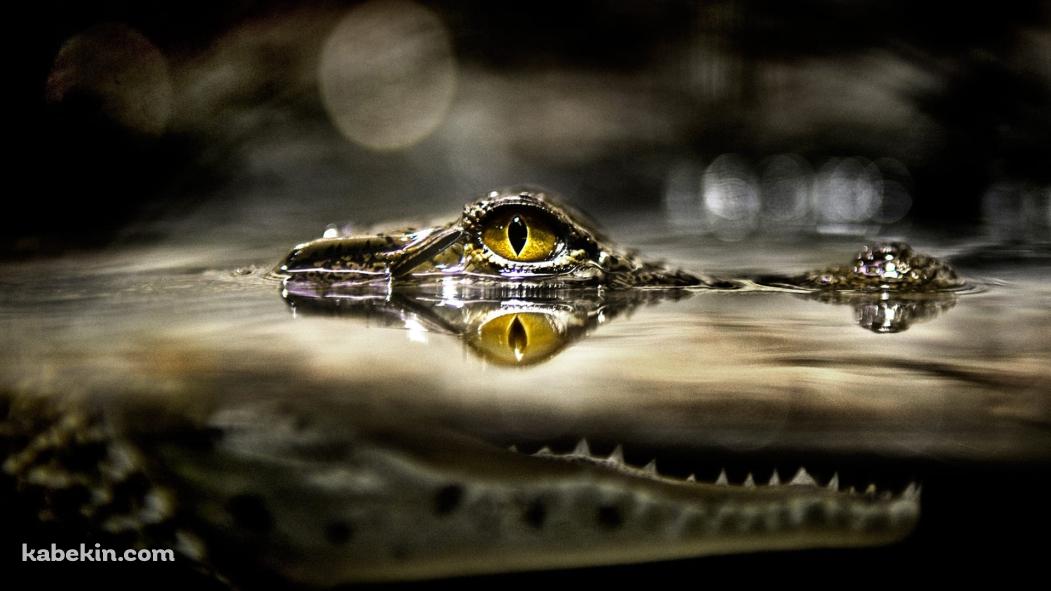 水の中から目を出すワニの壁紙(1051px x 591px) 高画質 PC・デスクトップ用
