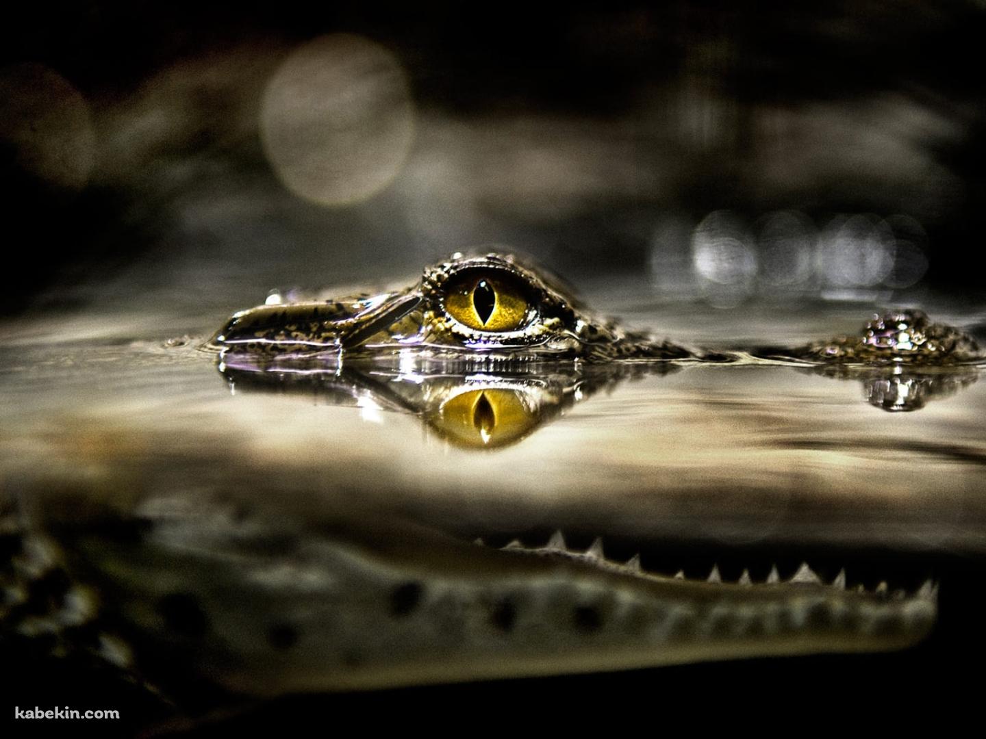 水の中から目を出すワニの壁紙(1440px x 1080px) 高画質 PC・デスクトップ用