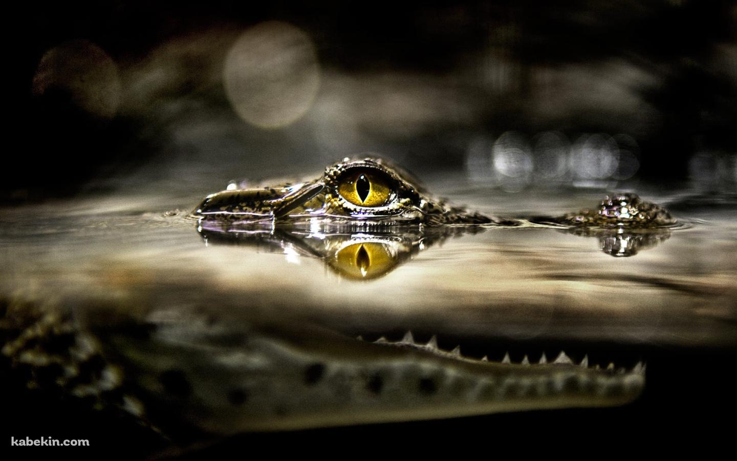 水の中から目を出すワニの壁紙(1440px x 900px) 高画質 PC・デスクトップ用