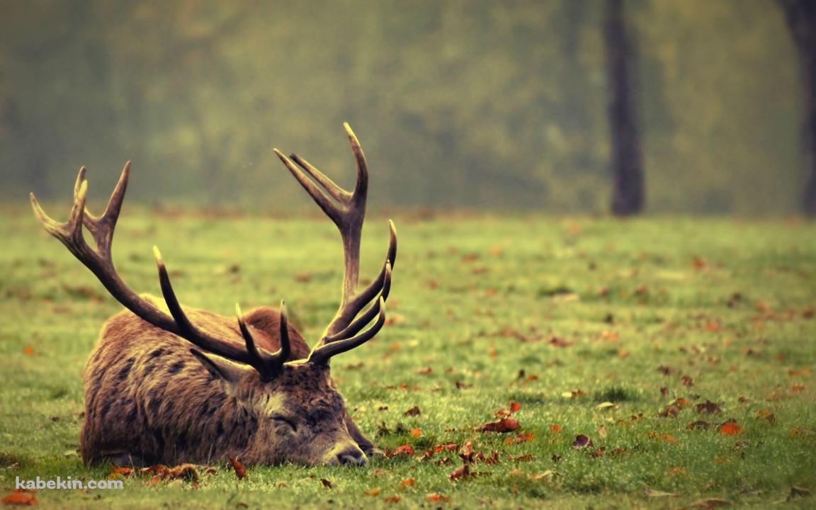 枯れ葉落ちる芝生で眠る鹿の壁紙(1152px x 720px) 高画質 PC・デスクトップ用
