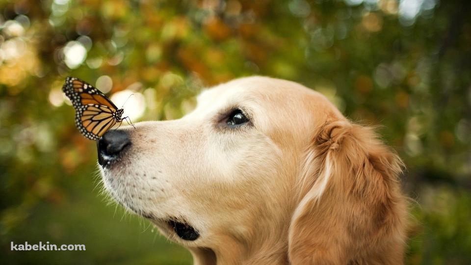 ゴールデンレトリバーの鼻の上にとまるオレンジの蝶の壁紙(960px x 540px) 高画質 PC・デスクトップ用