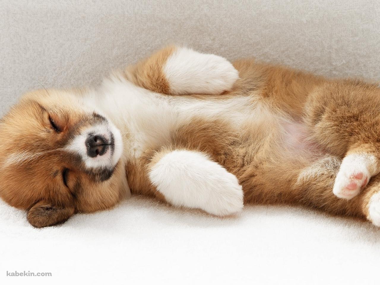 白いソファーで眠る可愛い子犬の壁紙(1280px x 960px) 高画質 PC・デスクトップ用