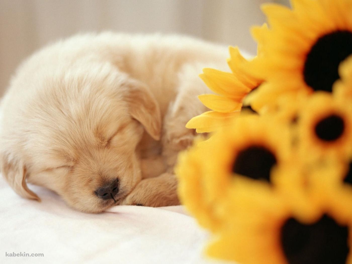 向日葵と眠る子犬の壁紙(1400px x 1050px) 高画質 PC・デスクトップ用
