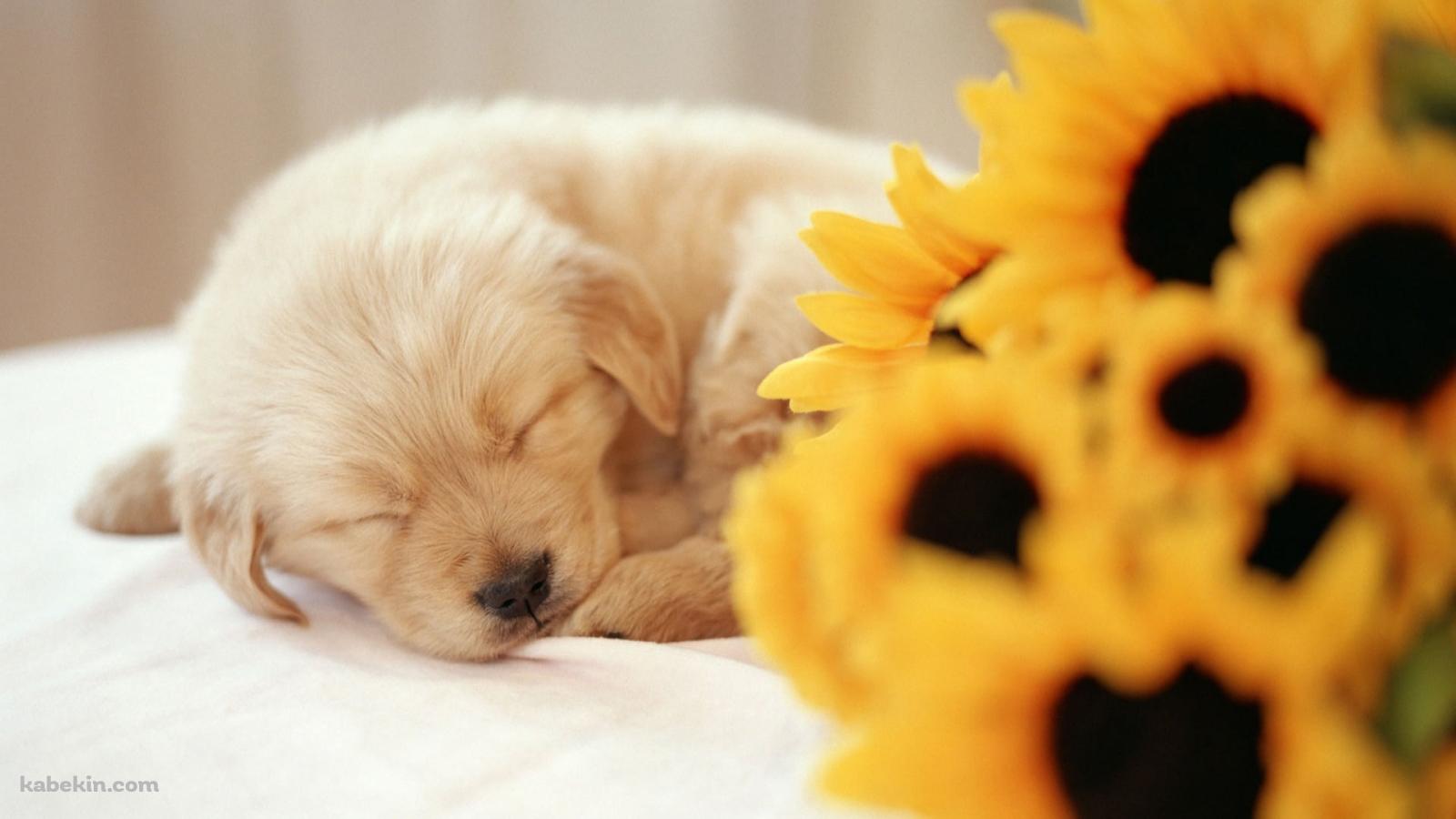 向日葵と眠る子犬の壁紙(1600px x 900px) 高画質 PC・デスクトップ用