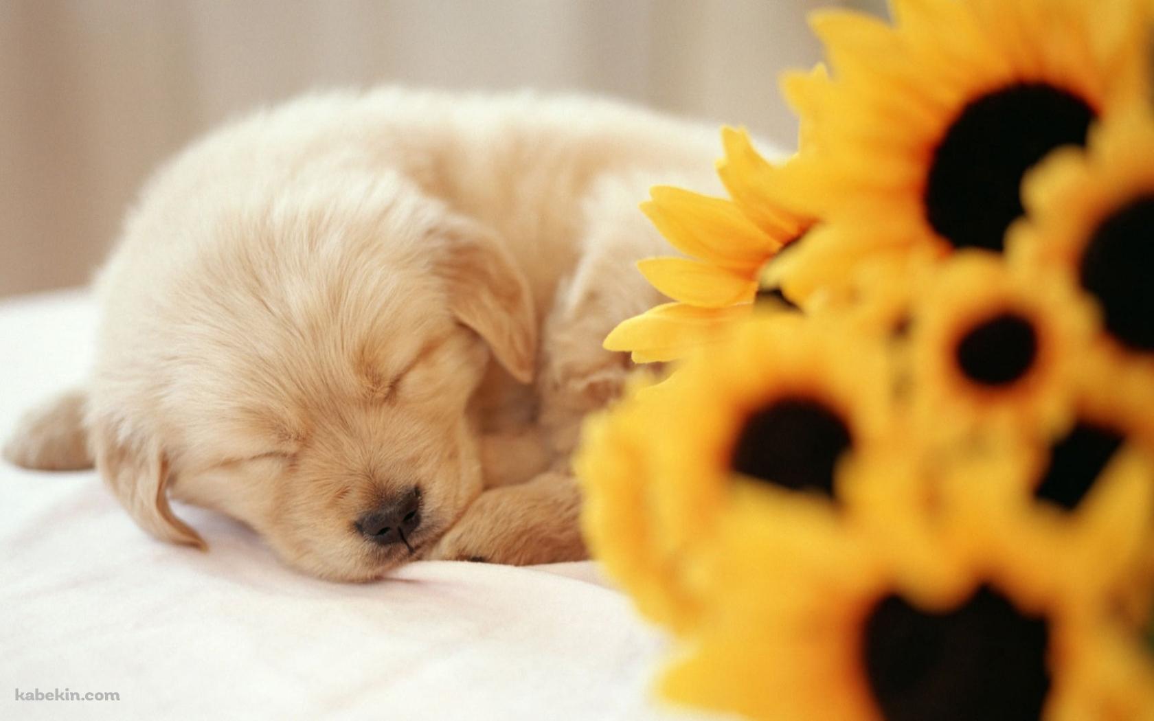 向日葵と眠る子犬の壁紙(1680px x 1050px) 高画質 PC・デスクトップ用
