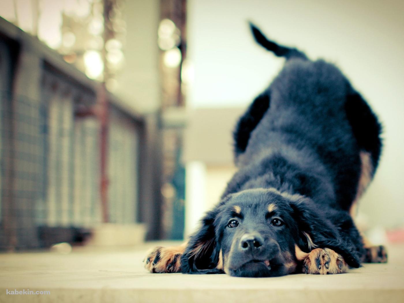 ダラけた黒い犬の壁紙(1400px x 1050px) 高画質 PC・デスクトップ用