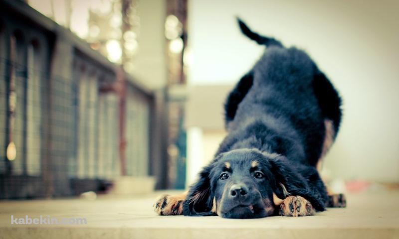 ダラけた黒い犬の壁紙(800px x 480px) 高画質 PC・デスクトップ用