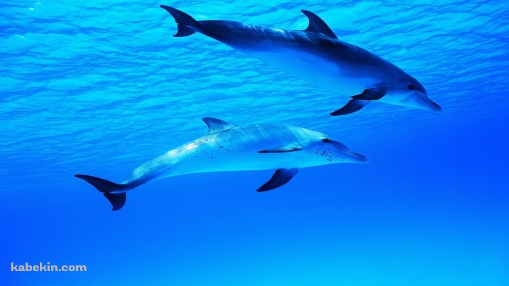 青い海の中を泳ぐ2匹のイルカの壁紙(1024px x 576px) 高画質 PC・デスクトップ用