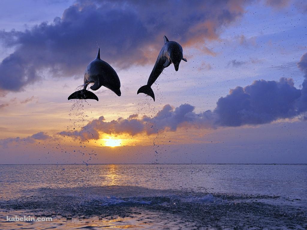 夕陽とジャンプするイルカの壁紙(1024px x 768px) 高画質 PC・デスクトップ用