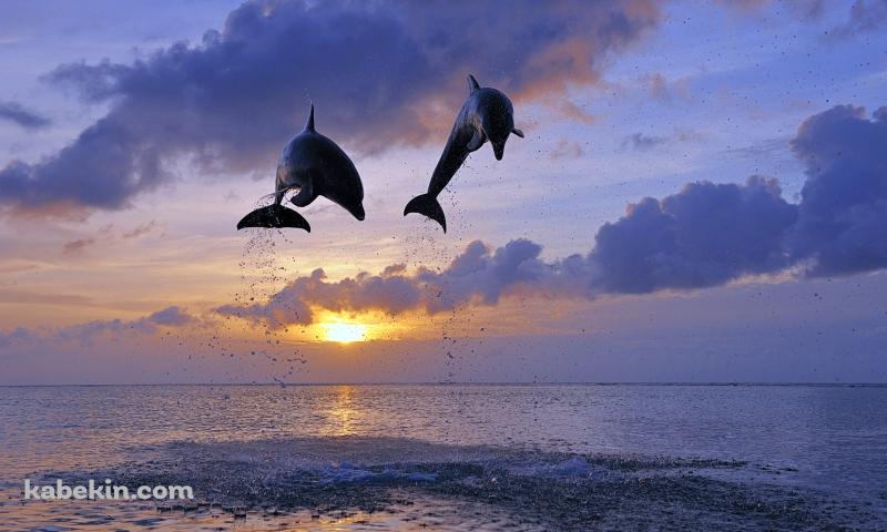 夕陽とジャンプするイルカの壁紙(800px x 480px) 高画質 PC・デスクトップ用