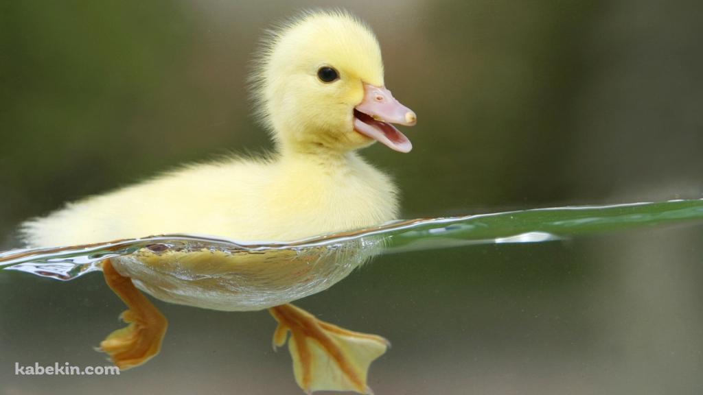 透明な水で泳ぐ可愛いアヒルの雛の壁紙(1024px x 576px) 高画質 PC・デスクトップ用